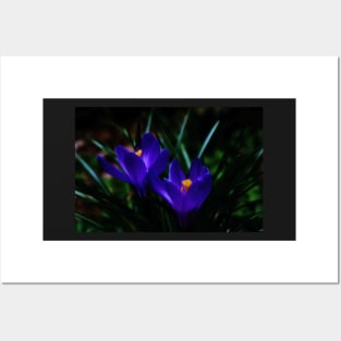 Blue Crocus Posters and Art